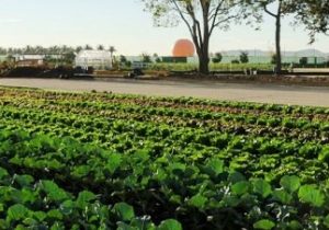 اولین پارک کشاورزی ایران در مشهد افتتاح می‌شود